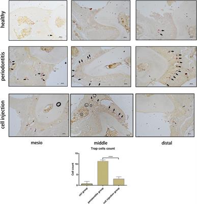 Corrigendum: Injecting Immunosuppressive M2 Macrophages Alleviates the Symptoms of Periodontitis in Mice